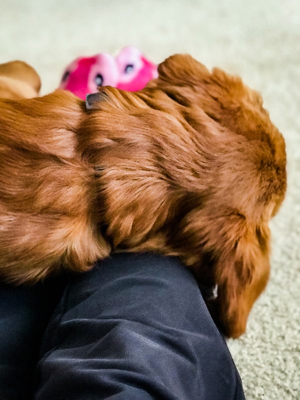 Logan the Golden Dog with head on mom's legs.