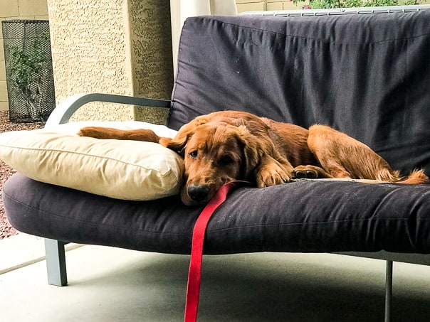 Logan the Golden Dog relaxing on a futon.