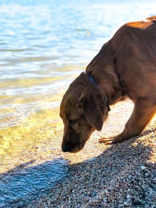 Logan the Golden Dog sniffing the water at Bartlett Reservoir, AZ.
