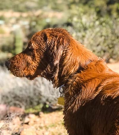 Logan the Golden Dog looking out at Bartlett Reservoir, AZ.