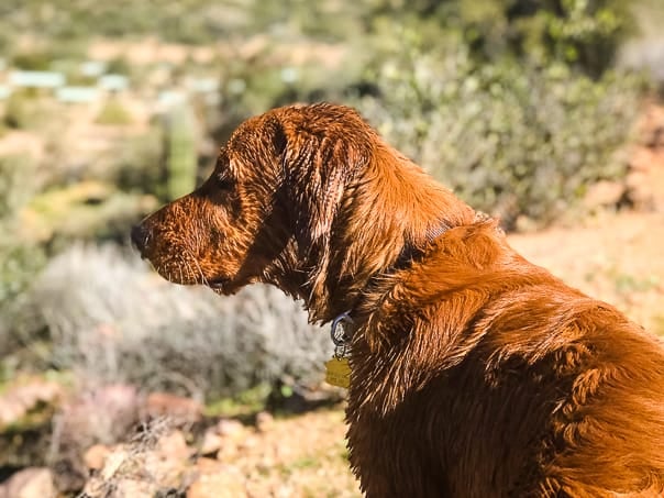 Logan the Golden Dog looking out at Bartlett Reservoir, AZ.