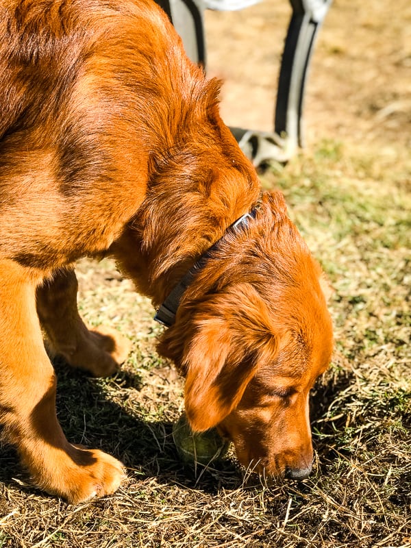 Logan the Golden Dog at Grover Basin Dog Park in Phoenix, AZ.