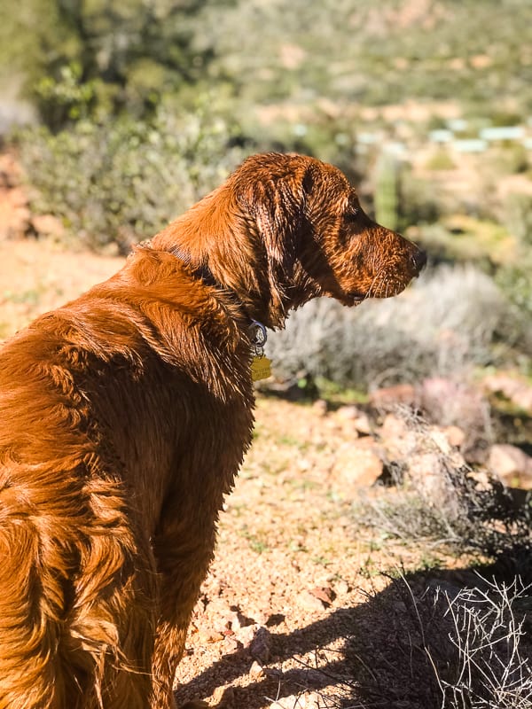 Logan the Golden Dog at Bartlett Reservoir, AZ.