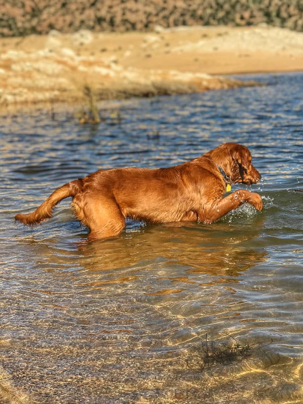 Logan the Golden Dog paddling in the water at Bartlett Reservoir, AZ.