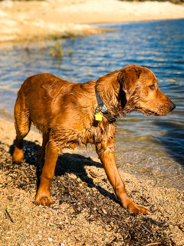 Logan the Golden Dog on the beach at Bartlett Reservoir, AZ.