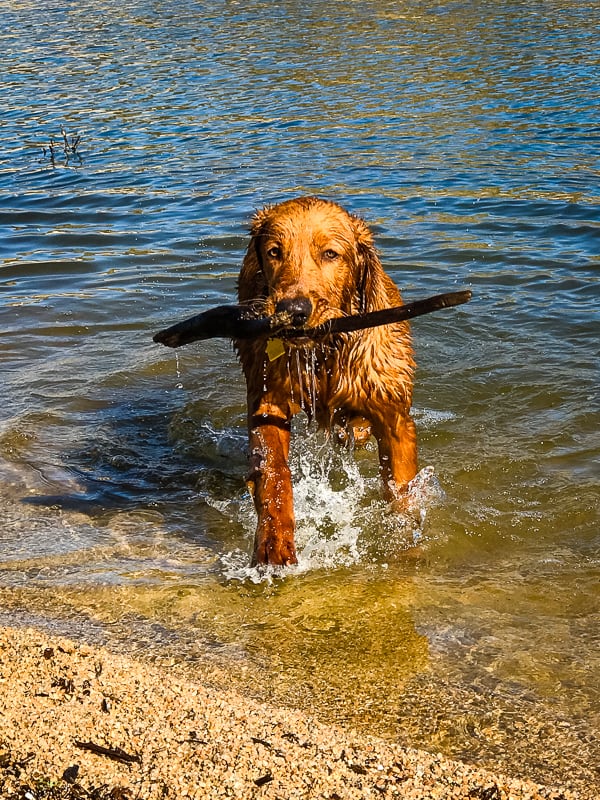 Logan the Golden Dog carrying a stick at Bartlett Reservoir, AZ.