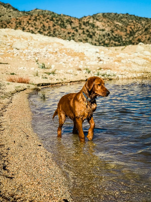 Logan the Golden Dog in the water at Bartlett Reservoir, AZ.