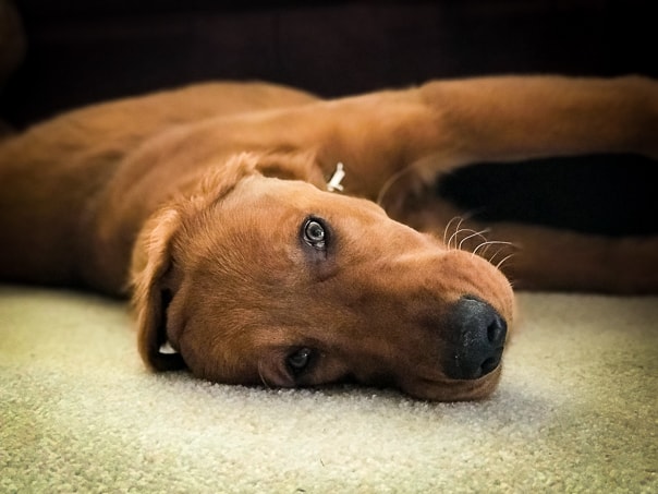 Logan the Golden Dog relaxing at home.