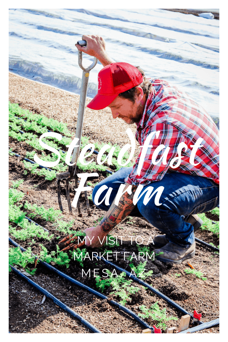 Erich Schultz owner of Steadfast Farm in Mesa, AZ harvesting carrots.