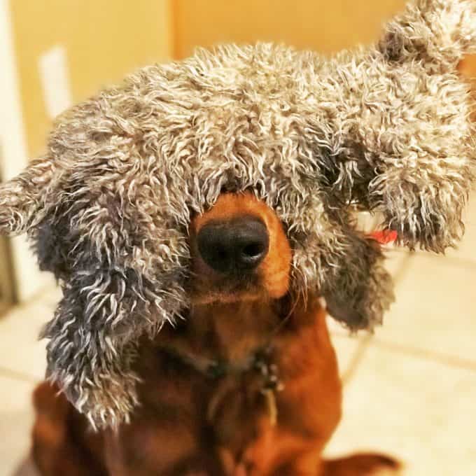 Logan the Golden Dog with a stuffed animal on his head.