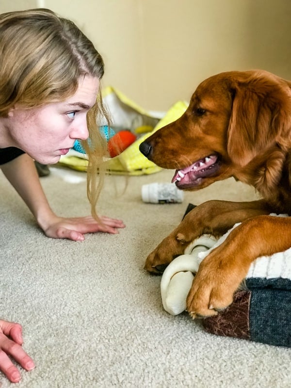 Logan the Golden Dog staring at Emma.