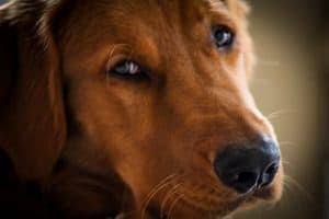 Logan the Golden Dog