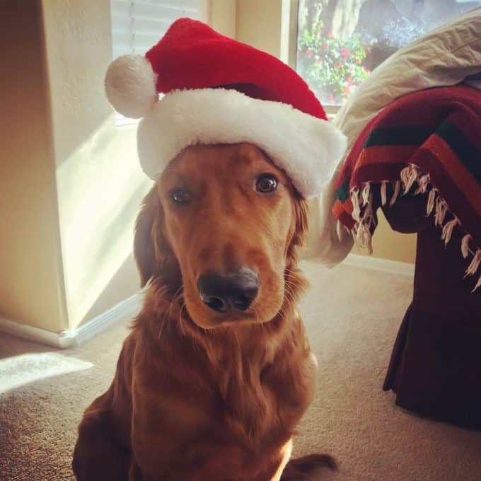 Logan the Golden Dog wearing a Santa hat.