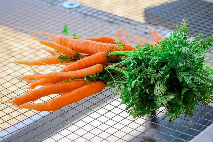 Carrots on a drying rack at Steadfast Farm, Mesa, AZ.