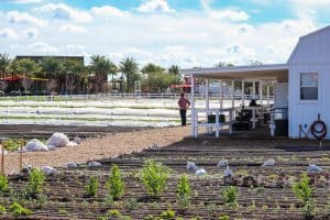 Farmer Erich Schultz looking over his Steadfast Farm, Mesa, AZ.