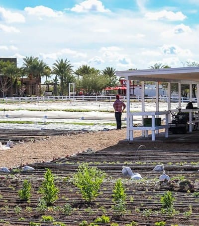 Farmer Erich Schultz looking over his Steadfast Farm, Mesa, AZ.