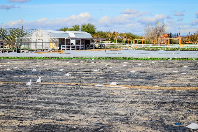 Preparing the fields and the sheds at Steadfast Farm, Mesa, AZ.