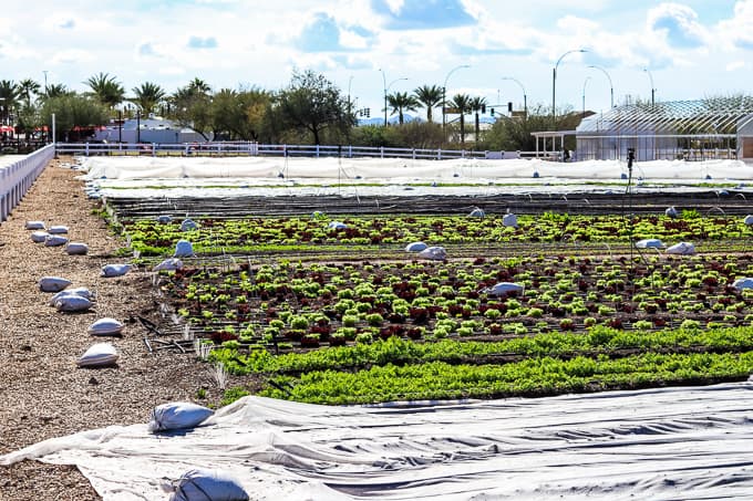 Rows of lettuce and carrots growing at Steadfast Farm, Mesa, AZ.