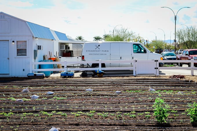 A flower field and delivery trucks at Steadfast Farm, Mesa, AZ.