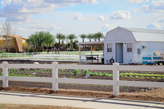 Fields at Steadfast Farm, Mesa, AZ.