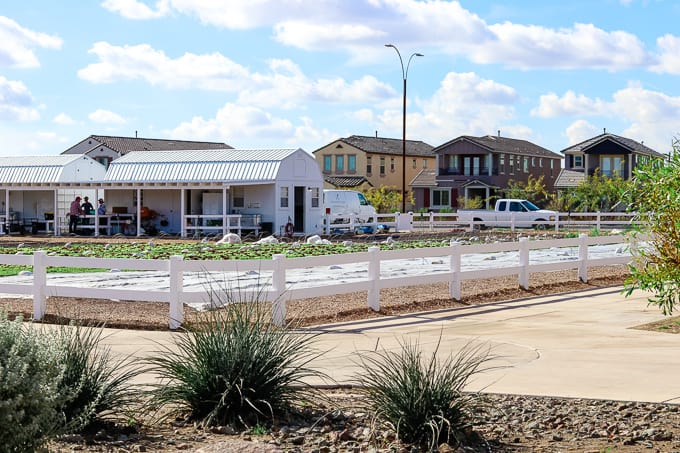 Homes across the street from Steadfast Farm, Mesa, AZ.