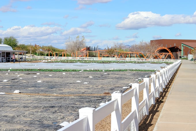 A field at Steadfast Farm, Mesa, AZ.