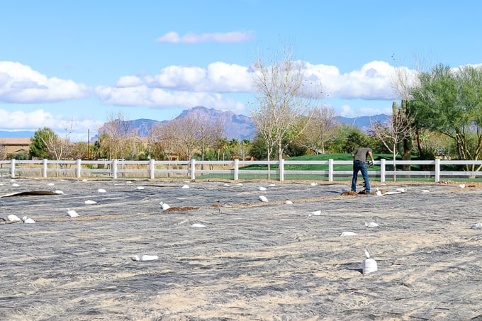 Working in the field at Steadfast Farm, Mesa, AZ.