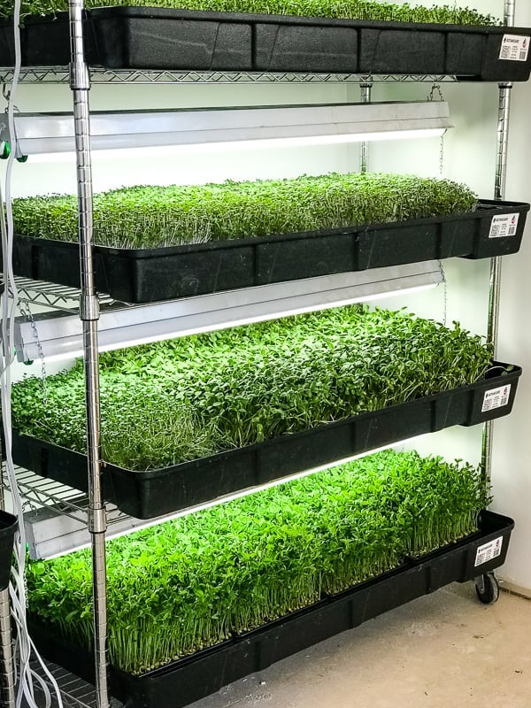 Micro-Greens growing at Steadfast Farm in Mesa, AZ.