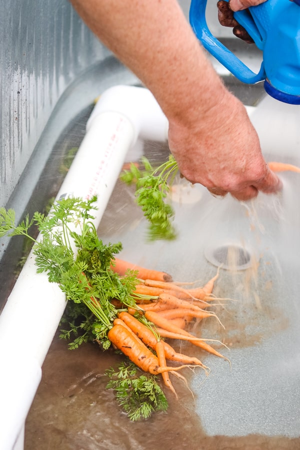 Washing carrots at Steadfast Farm, Mesa, AZ.