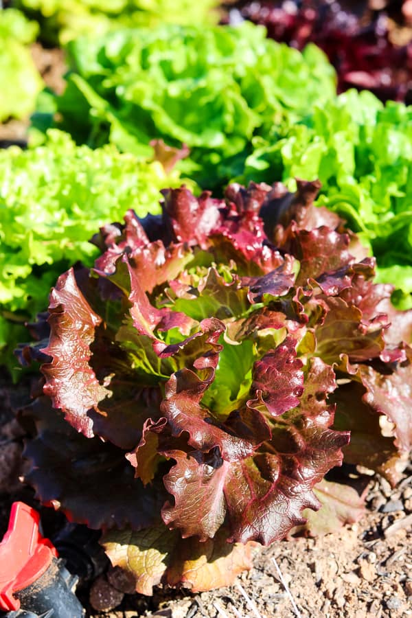 A head of lettuce growing at Steadfast Farm, Mesa, AZ.