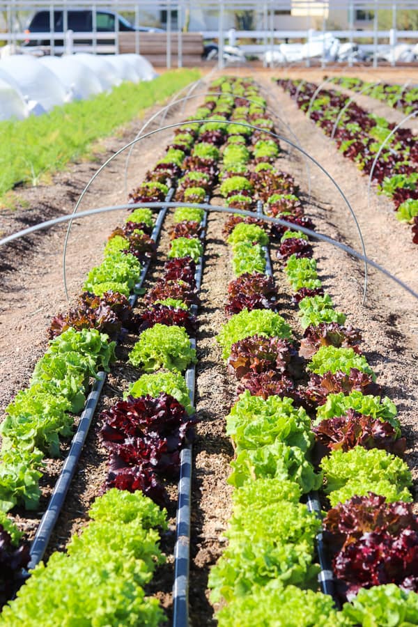 Lettuce growing at Steadfast Farm, Mesa, AZ.