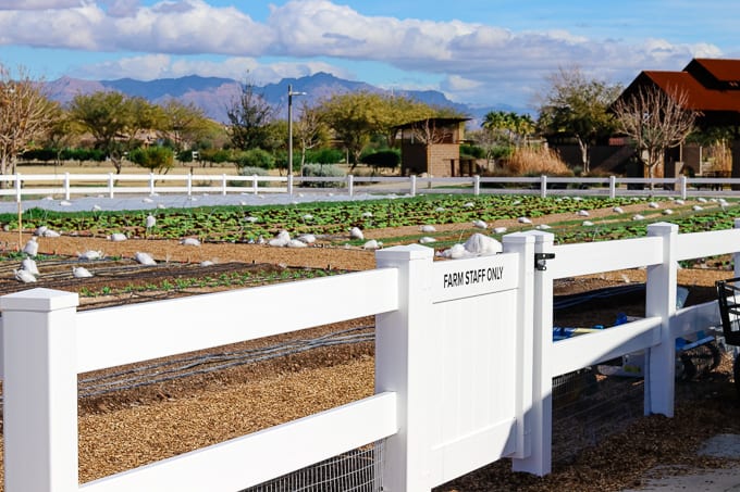 Mountain views at Steadfast Farm, Mesa, AZ.