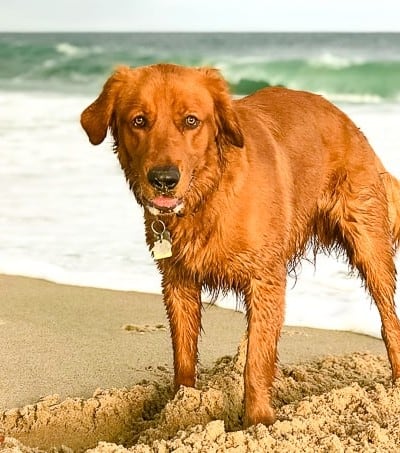 Logan the Golden Dog digging in the sand at Quonochontaug Beach, RI