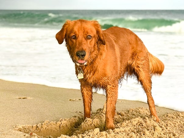 Logan the Golden Dog digging in the sand at Quonochontaug Beach, RI