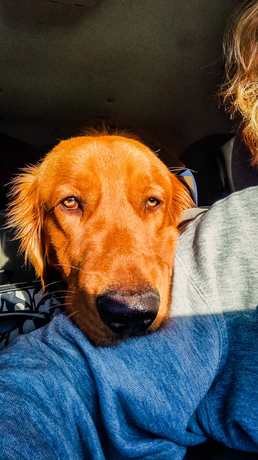 Logan the Golden Dog on a moving road trip cross country.