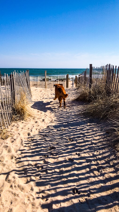 Logan the Golden Dog at Quonochontaug Beach in Charlestown, RI.