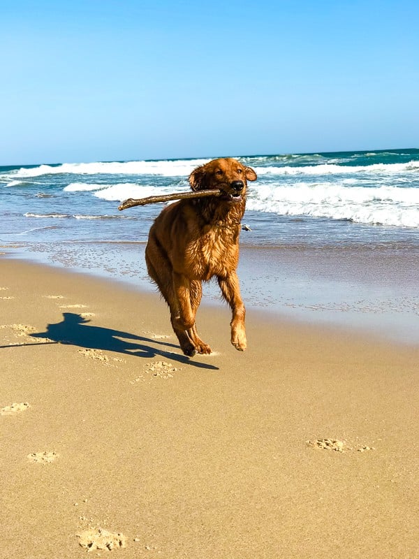 Logan the Golden Dog at the beach.