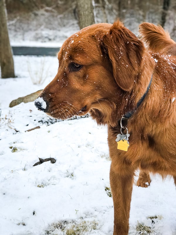 Logan the Golden Dog experiences his first snow in Rhode Island.