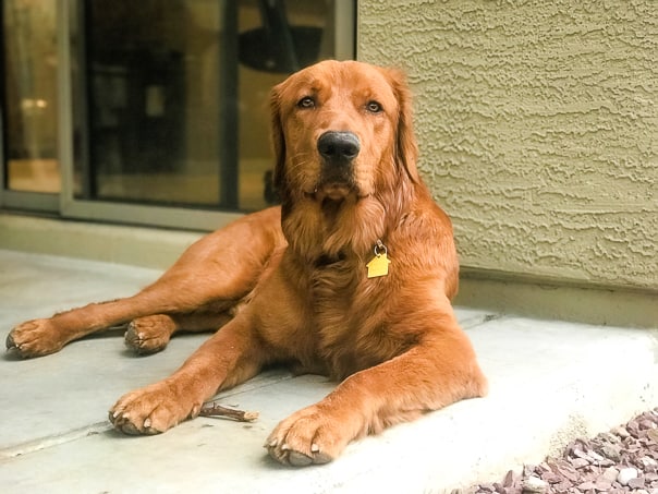 Logan the Golden Dog at home in Arizona.