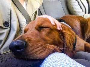 Logan the Golden Dog - Mother's Day, asleep in the car on our daughter's lap.