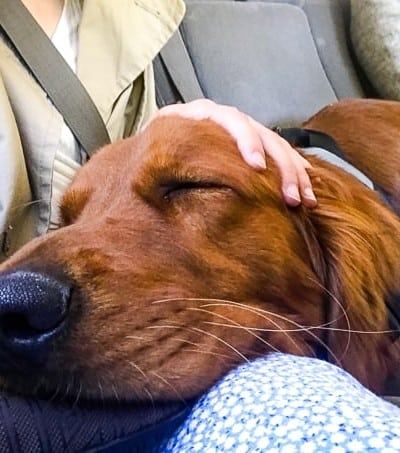 Logan the Golden Dog - Mother's Day, asleep in the car on our daughter's lap.