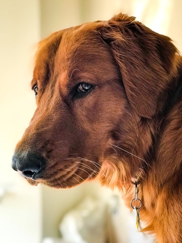 Logan the Golden Dog - Mother's Day, giving the side eye.