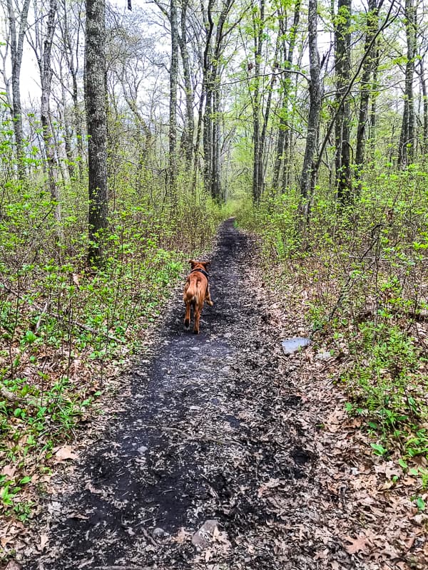 Logan the Golden Dog - Mother's Day, running on a trail.