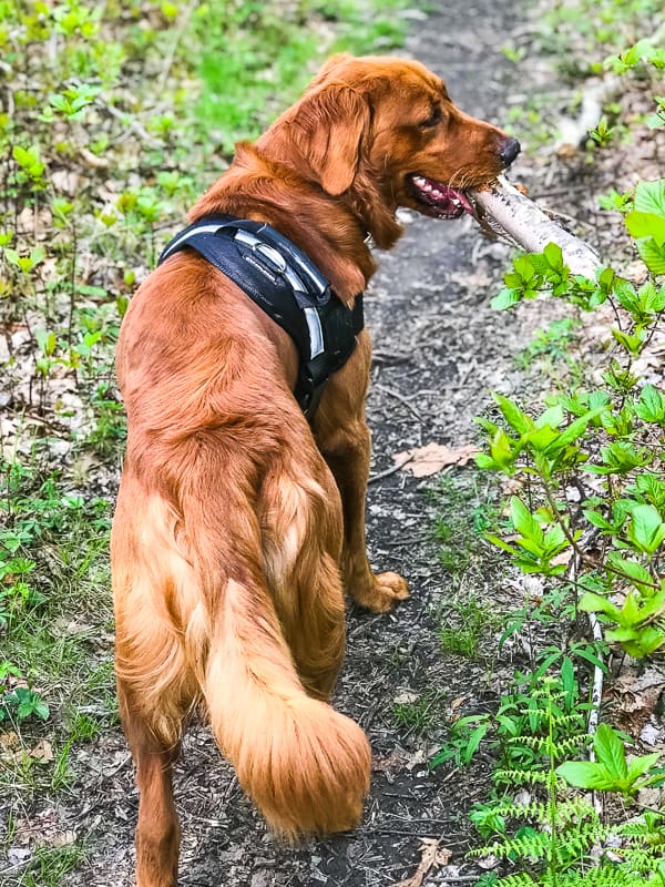 Logan the Golden Dog - Mother's Day, carrying a stick.