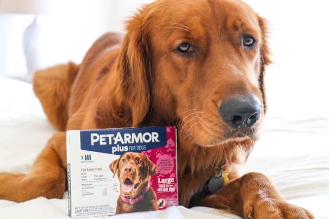 Logan the Golden Dog with his box of PetArmor Plus.