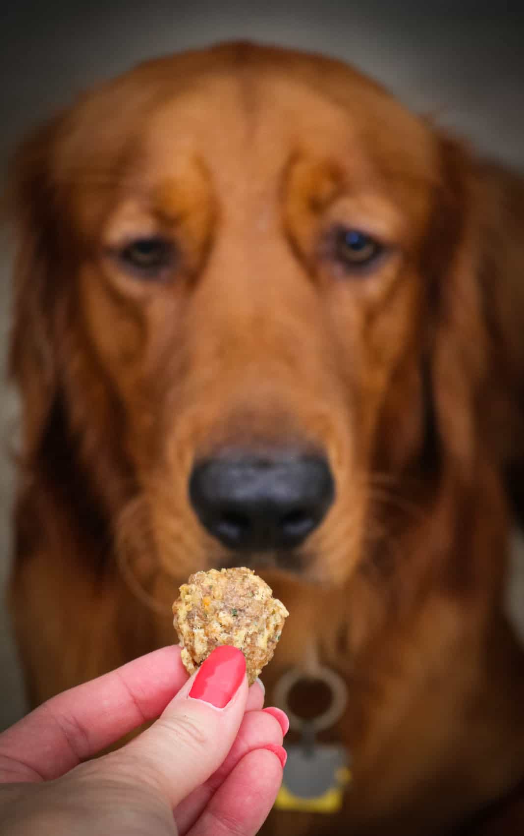 Logan and a Chicken and Cheese Dog Treat.