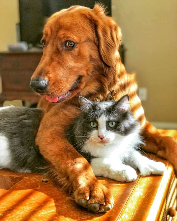 Logan the Golden Dog and Winnie the cat.