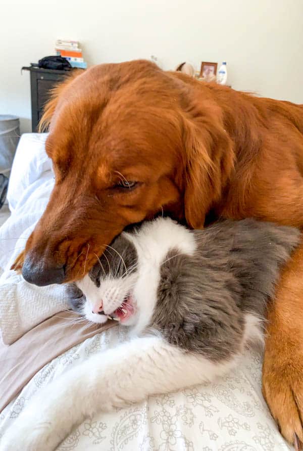 Logan the Golden Dog and Winnie the polydactyl cat.