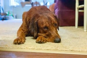 Logan the Golden Dog after a bath.
