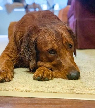 Logan the Golden Dog after a bath.